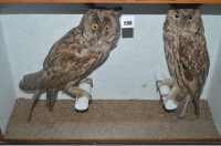 Lot 598 - Taxidermy: a pair of stuffed and mounted long...