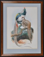 Lot 682 - James Alder - golden pheasant cock and hen -...