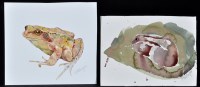 Lot 790 - Mary Ann Rogers - studies of a frog and a...