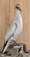 Lot 295 - An early 20th Century taxidermy model of a...