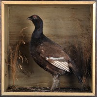 Lot 296 - An early 20th Century taxidermy Blackcock, in...