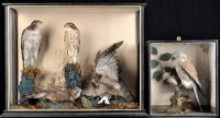 Lot 297 - .An early 20th Century taxidermy diorama of...