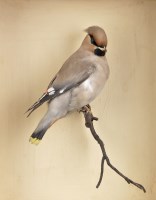 Lot 298 - A 20th Century taxidermy Waxwing, on a branch,...