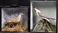 Lot 299 - A 19th Century taxidermy seabird, by John Cook,...