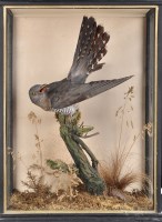 Lot 300 - An early 20th Century taxidermy Cuckoo, with...