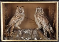 Lot 301 - A Victorian taxidermy diorama of two...