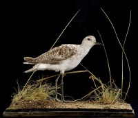 Lot 302 - An early 20th Century taxidermy Sandpiper, by...
