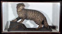 Lot 303 - An early 20th Century taxidermy model of a...
