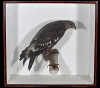 Lot 305 - An early 20th Century taxidermy model of a...