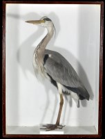 Lot 306 - An early 20th Century taxidermy model of a...