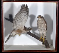 Lot 307 - Two early 20th Century taxidermy sparrow hawks,...