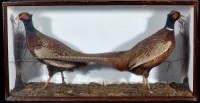 Lot 308 - A first half 20th Century taxidermy model of...