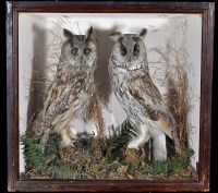 Lot 310 - An early 20th Century taxidermy pair of long...