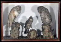 Lot 311 - An early 20th Century taxidermy diorama, to...