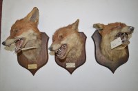 Lot 280 - Three taxidermy fox masks mounted on oak...