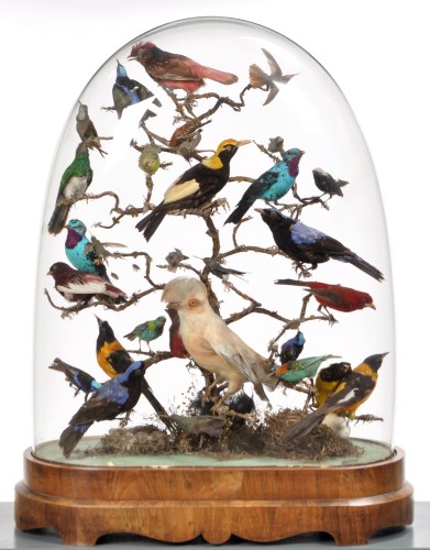 Lot 231 - A Victorian ornithological display of...