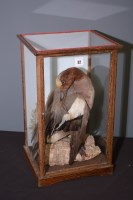 Lot 32 - Taxidermy: a stuffed and mounted widgeon, in...