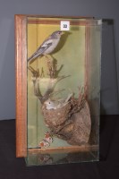 Lot 33 - Taxidermy: a pair of mounted stuffed...