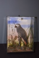 Lot 34 - Taxidermy: a stuffed and mounted African grey...