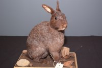 Lot 36 - Taxidermy: a stuffed and mounted seated dark...