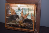 Lot 37 - Taxidermy: a pair of stuffed and moles in...