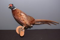 Lot 38 - Taxidermy: a stuffed and mounted cock pheasant...