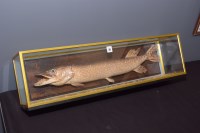 Lot 39 - Taxidermy: a stuffed and mounted pike, in...