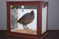 Lot 40 - Taxidermy: a stuffed and mounted coot in...