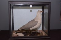 Lot 41 - Taxidermy: a stuffed and mounted herring gull,...