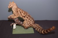 Lot 42 - Taxidermy: a stuffed and mounted genet perched...