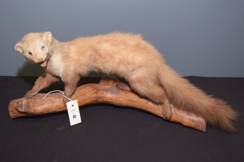 Lot 43 - Taxidermy: a stuffed and mounted stoat mounted...