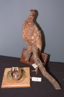 Lot 44 - Taxidermy: a stuffed and mounted hen pheasant...