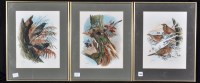 Lot 110 - A*** Noroozy - studies of birds, signed,...