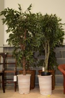 Lot 190 - Four imitation decorative plants, two mounted...