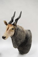 Lot 239 - Taxidermy: a stuffed and shoulder mounted eland.