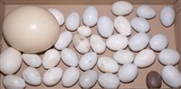 Lot 214 - A quantity of stoneware, dummy eggs