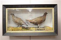 Lot 363 - Taxidermy grouse