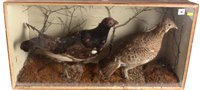 Lot 16 - Taxidermy grouse and grey hen