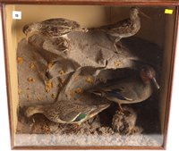 Lot 15 - Taxidermy teal and snipe