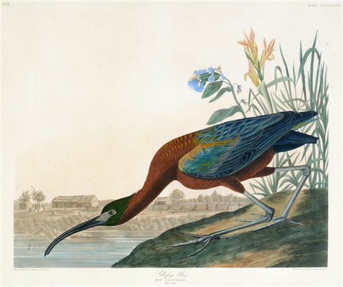 Lot 149 - After J.J. Audubon - coloured engraving.
