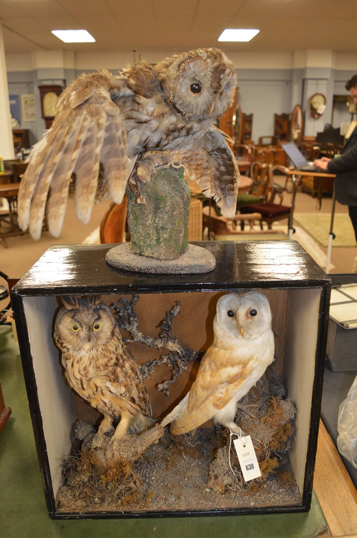 Lot 630 Taxidermy owls