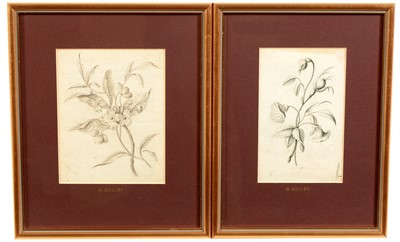 Lot 158 - William Beilby - two flower studies.