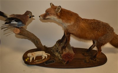 Lot 217 - Taxidermy fox and jay, and a stoat