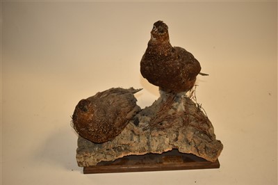 Lot 218 - Two taxidermy hen grouse