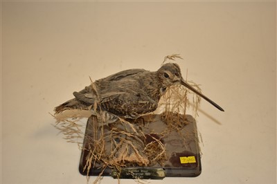 Lot 220 - Taxidermy snipe and woodcock