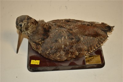 Lot 220 - Taxidermy snipe and woodcock