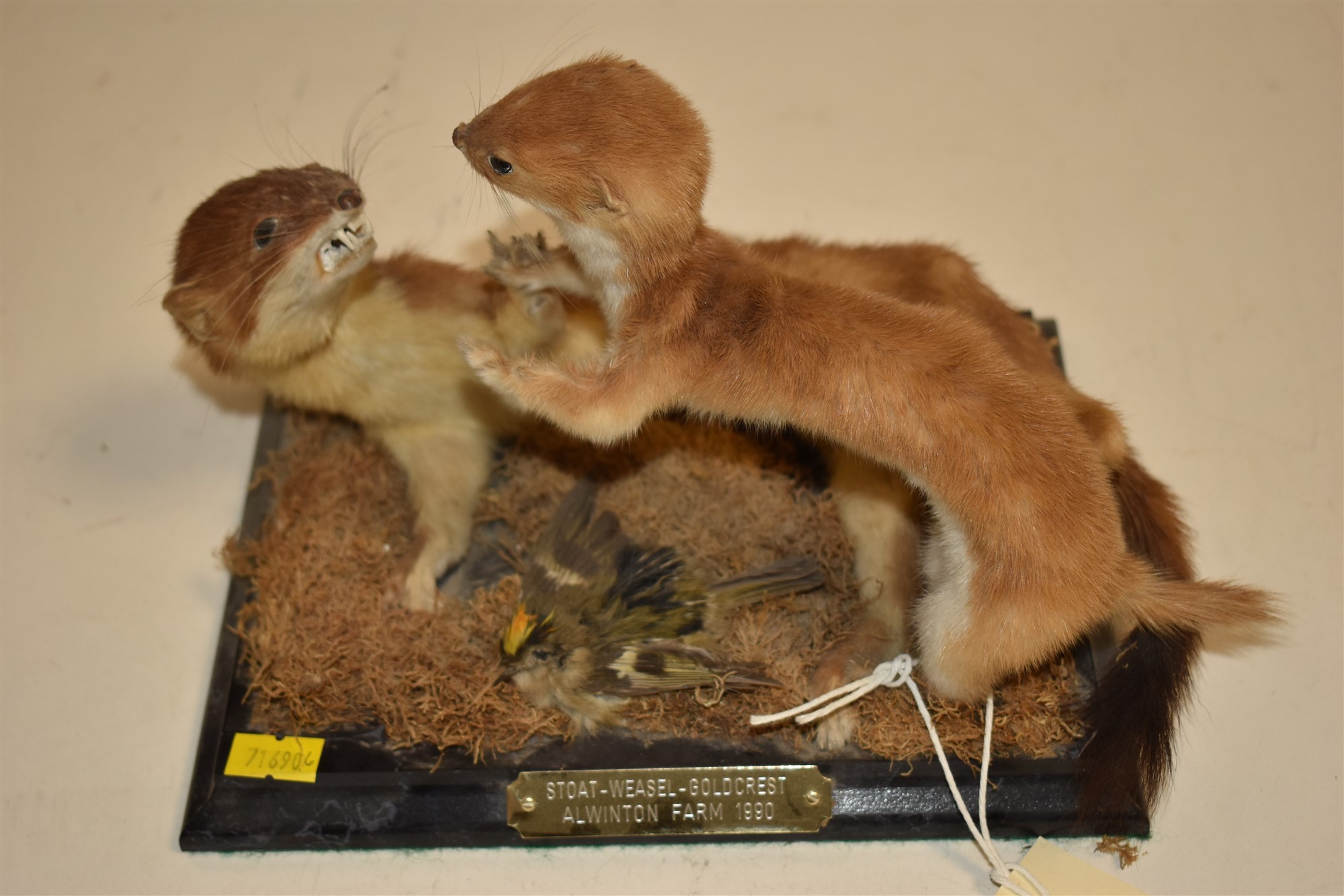 Taxidermy Stoat.