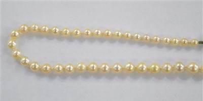 Lot 71 - Pearl Necklace