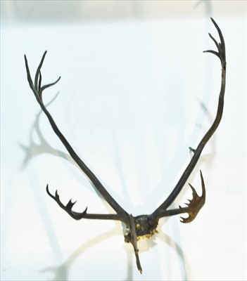 Lot 1017 - Reindeer antlers