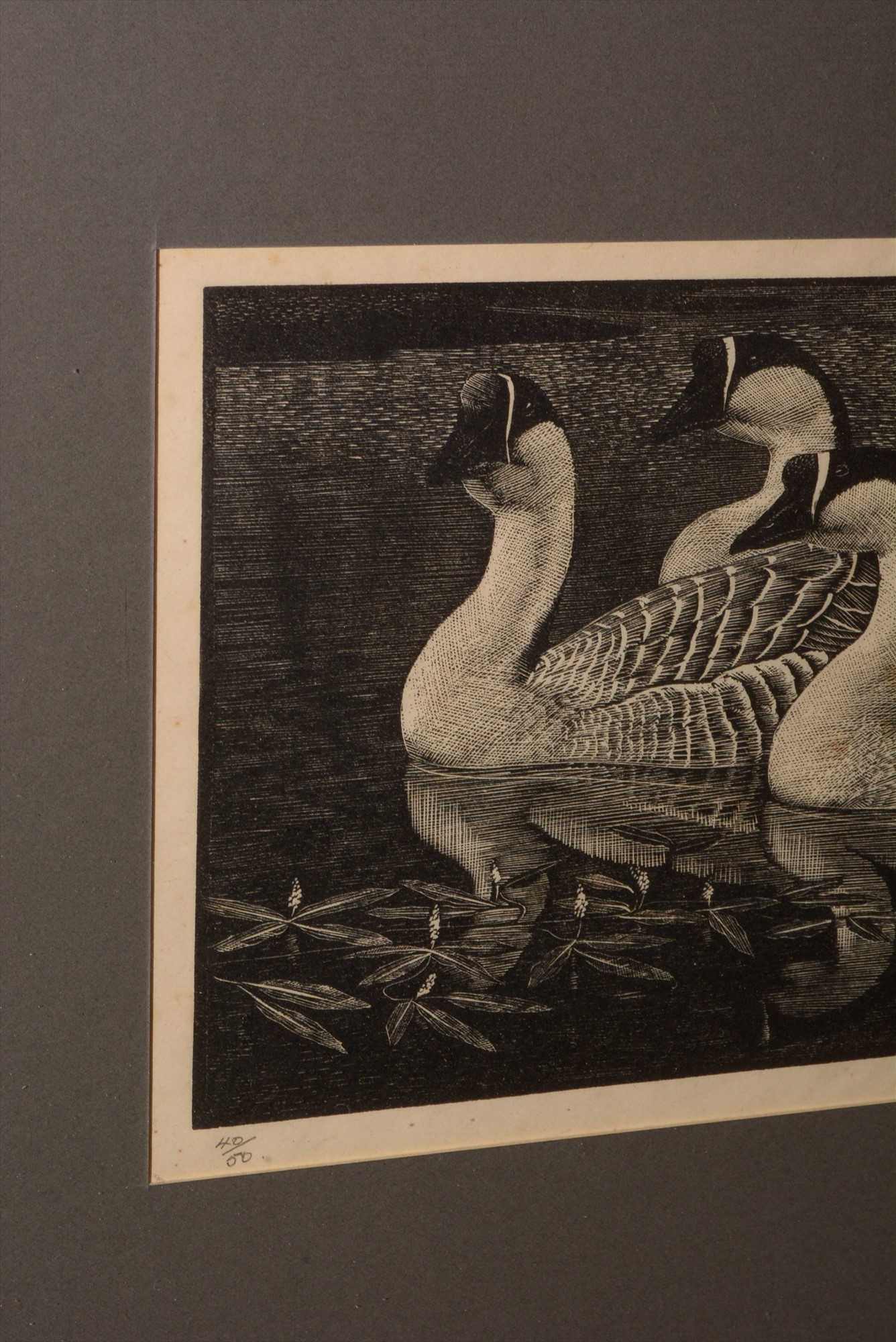 Lot 634 - Charles Frederick Tunnicliffe - Print.